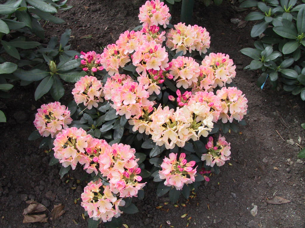 Rhododendron yakushimanum Percy Wiseman 01.jpg